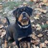AKC Serbian Import Rottweiler – TKs Yolanda