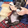 European Great Dane Puppies ready to go 10/29/2024