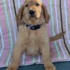 Golden Retriever Irish Doodle