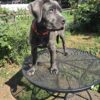 Puppy looking for a new home