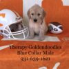 Goldendoolde (therapy dogs)