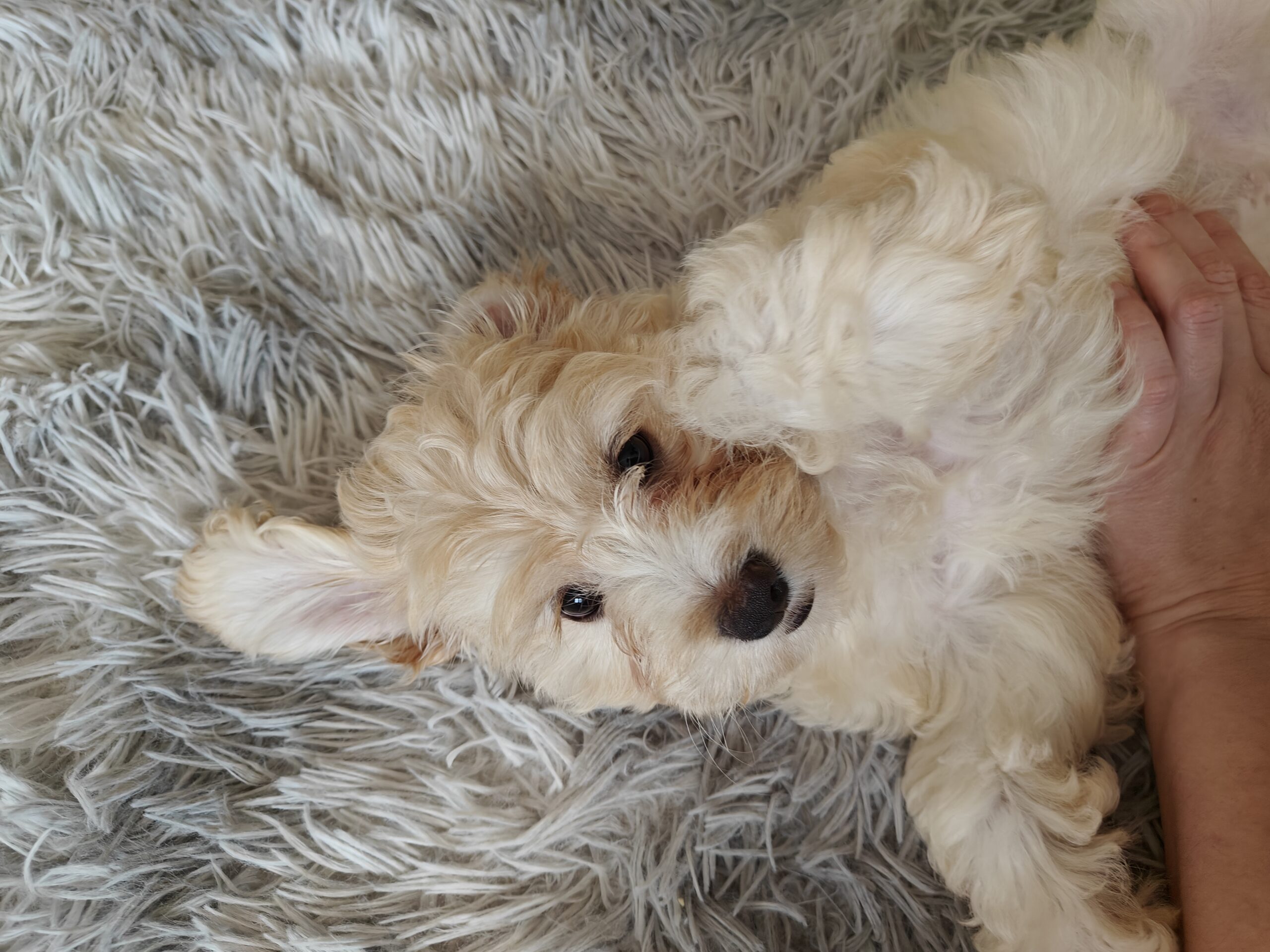 Sandy, Cockapoo Puppy – PuppyList