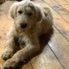 Goldendoodle Puppy (therapy dog)