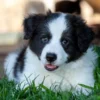 Border Collie puppies