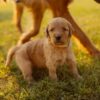 F1 Goldendoodles