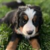 Bernese Mountain Dog Puppies