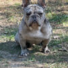 Lilac Merle French Bulldog (AKC REGISTERED)