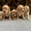 Golden Retriever Puppies!