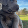 Silver lab puppies