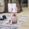 Gorgeous AKC French Bulldog Puppy