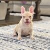 Beautiful French Bulldog Puppy