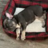 AKC French Bulldog