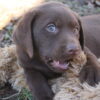 AKC Lab puppies