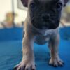GRAND CHAMPION Pedigree AKC French Bulldog Female Puppies