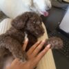 Poodle Puppies AKC Mom/CKC Dad