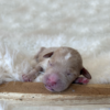 Goldendoodle Puppies