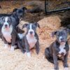 Pitbull Terrier pups