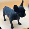 French bulldog puppy