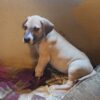 AKC reg. Great Dane pup