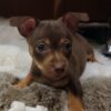 Christmas Cuties – Chihuahuas