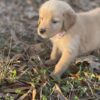 AKC Golden Retriever puppies