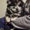 Chow chow