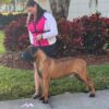 AKC Bullmastiff puppies Ch lines