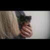AKC Registered