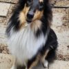 Rough Collie (Dracula)
