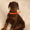 Akc euro doberman puppy