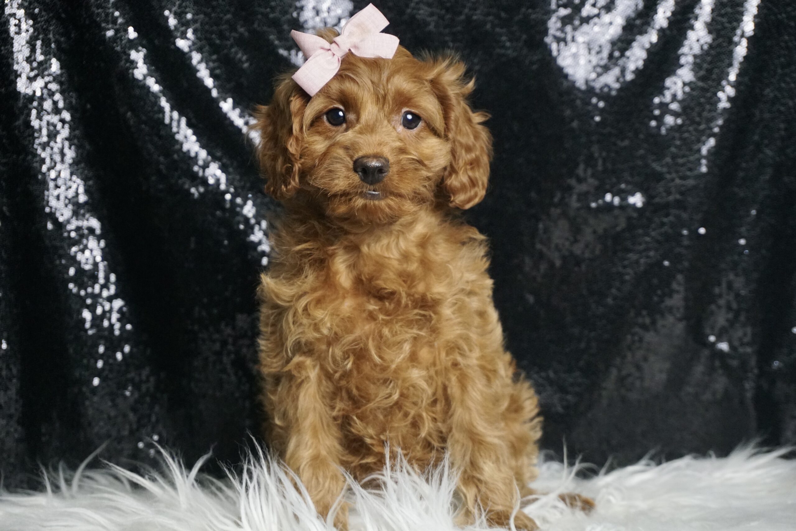 New Checklist Cavapoo Mangos F1B Cavapoo – PuppyList