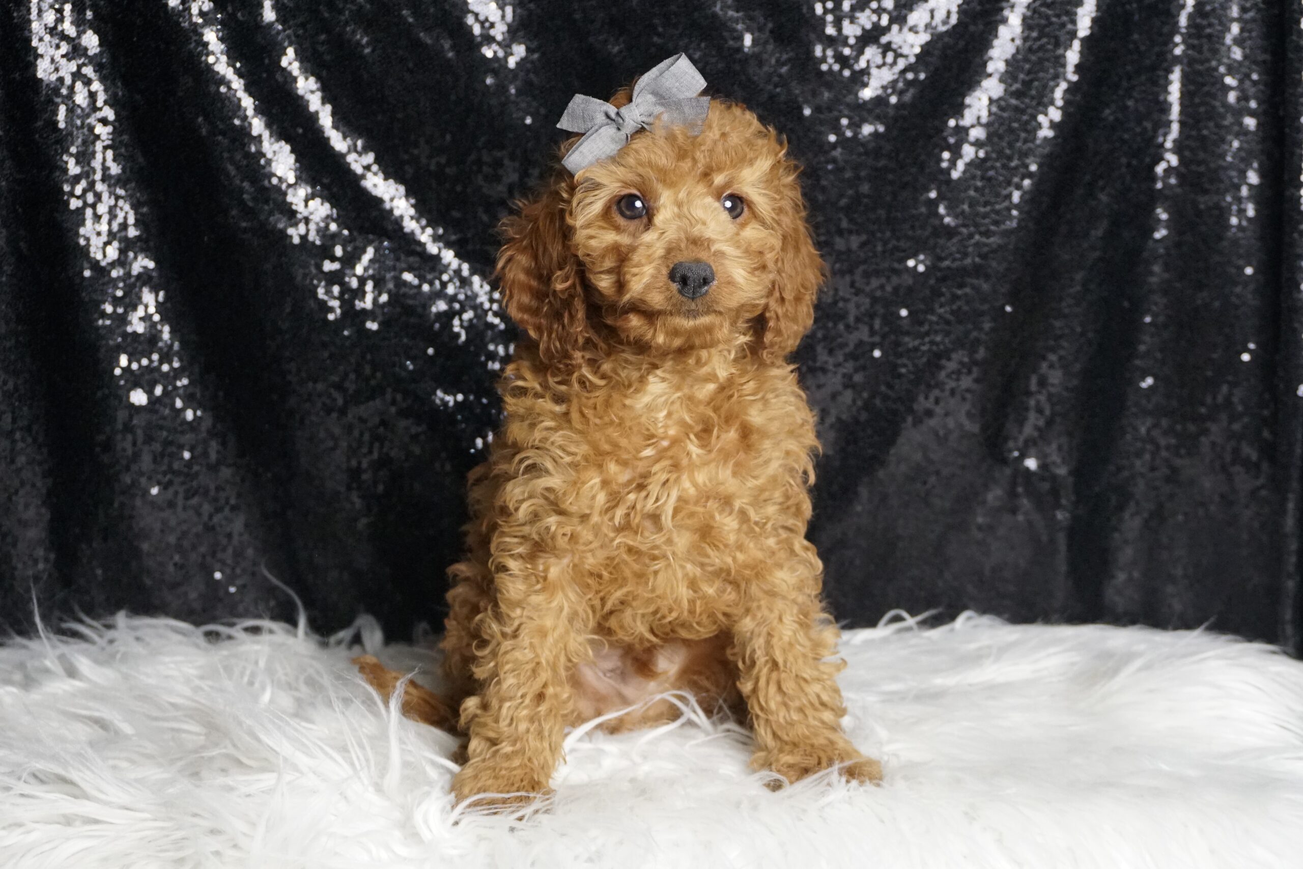 New Checklist Cavapoo Tofu F1B Cavapoo – PuppyList