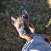 Belgian Malinois