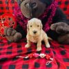 VALENTINES DAY READY 2025 w/DELIVERY Bright Hope Goldendoodles