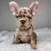 Toby the Hearttaker AKC French Bulldog