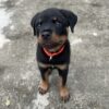 6 month Purebred Rottweiler