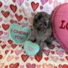 Golden Mountain Doodle Puppy – Romeo