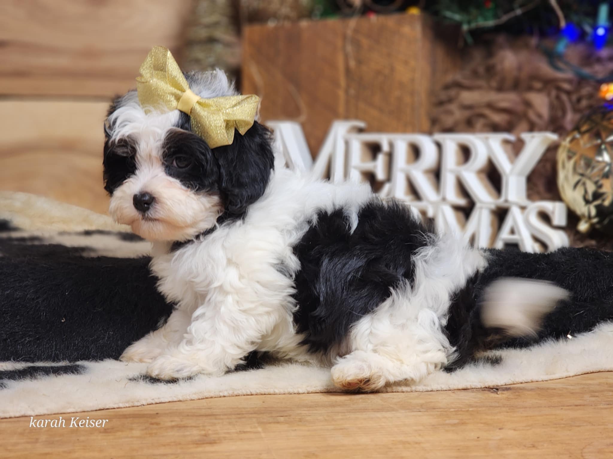 Button. The Cavapoo Twinkle the cavapoo – PuppyList