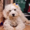 Mini Goldendoodle Gladice