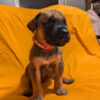 Mastiff Puppies for sale