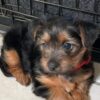 Little yorkie