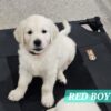 English Cream Golden Retriever