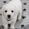 English Cream Golden Retriever