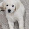English Cream Golden Retriever
