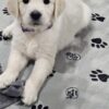 English Cream Golden Retriever