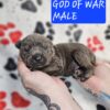 God Of War Cane Corso Puppies