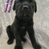 Stunning black cane corso female iccf IGC lines