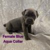 Cane corso puppies no kennels runs facilities home raised