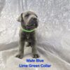 Cane corso puppies puppy international grand champion iccf