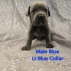 Cane corso puppy adorable blue